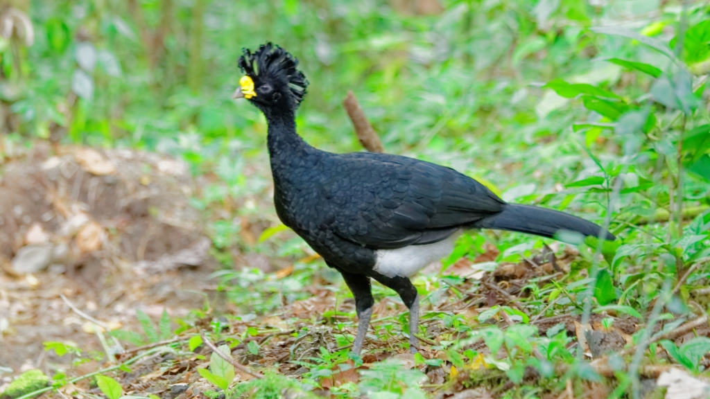 03 - Volcan Arenal (30) Grand Hoccos.jpg